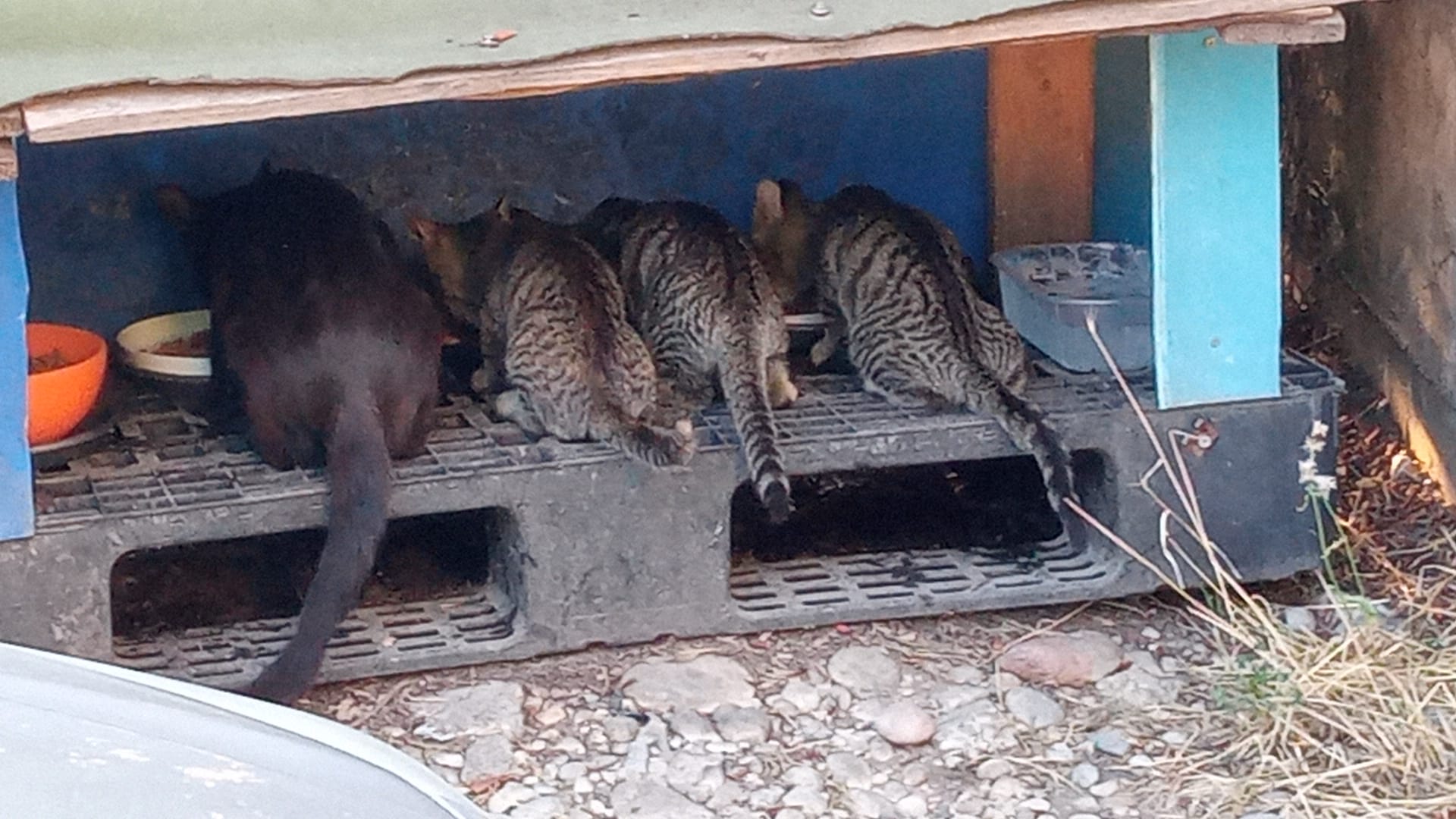 Gatti visti di spalle all'interno di cuccia