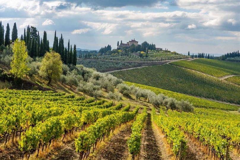 Paesaggio collinare con vitigno in primo piano e una casa su un rilievo sullo sfondo