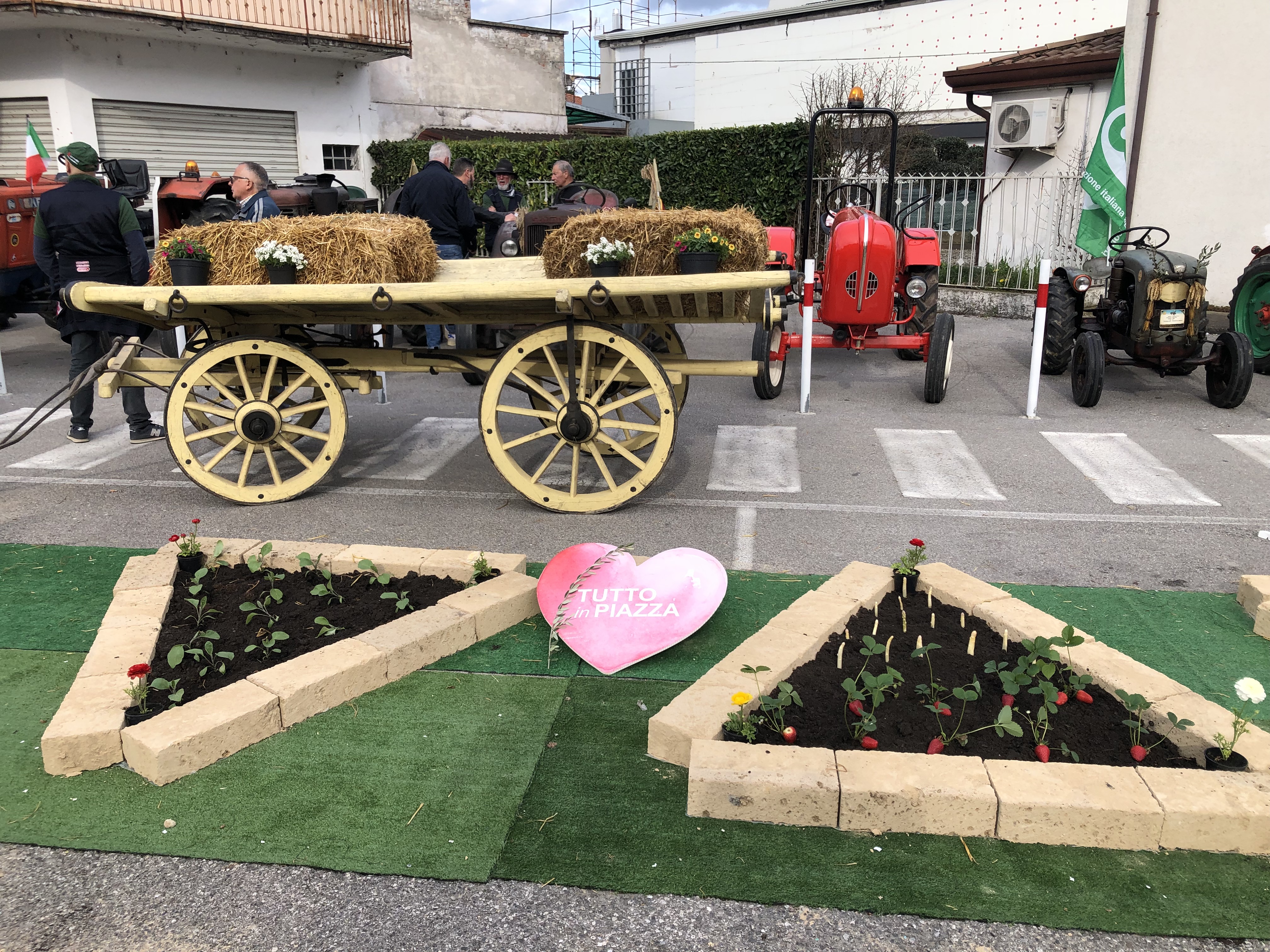 In primo piano aiuole con piante di fragole; sullo sfondo un carro con del fieno e alcuni trattori d'epoca