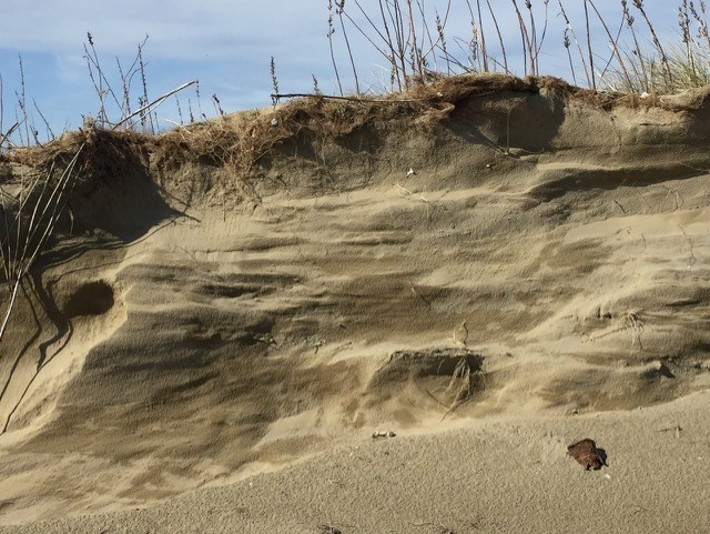 Dune sabbiose di un'arenile adriatico